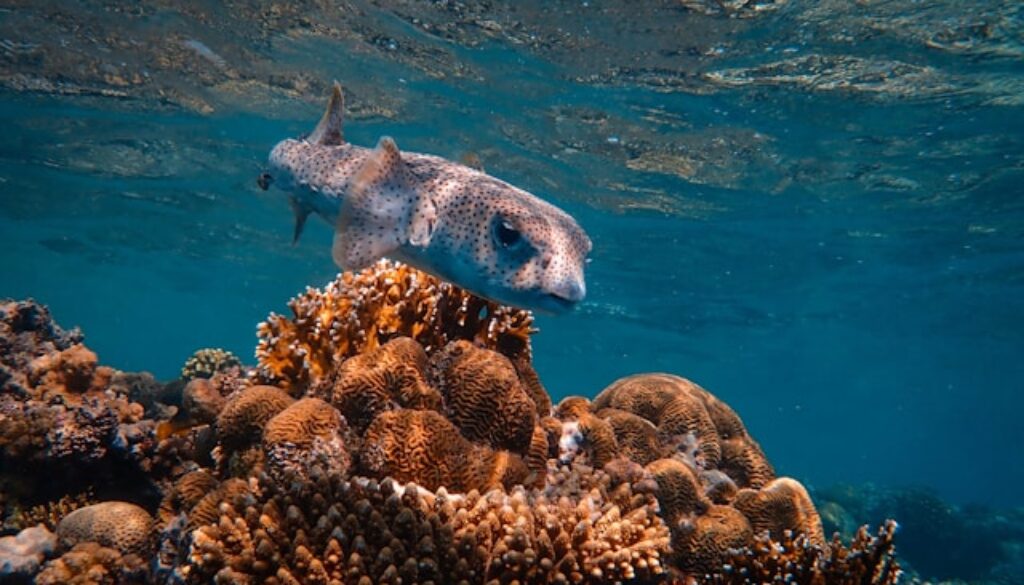 fish in the tropical sea
