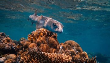 fish in the tropical sea