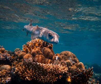fish in the tropical sea